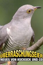 Überraschungseier: Neues von Kuckuck und Co.