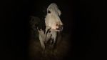 Watch Cow 9Movies