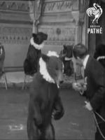 Watch Trained Bears 9Movies
